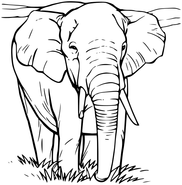 asian elephant BW