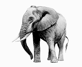 elephant basic