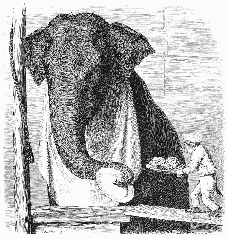 elephant dining