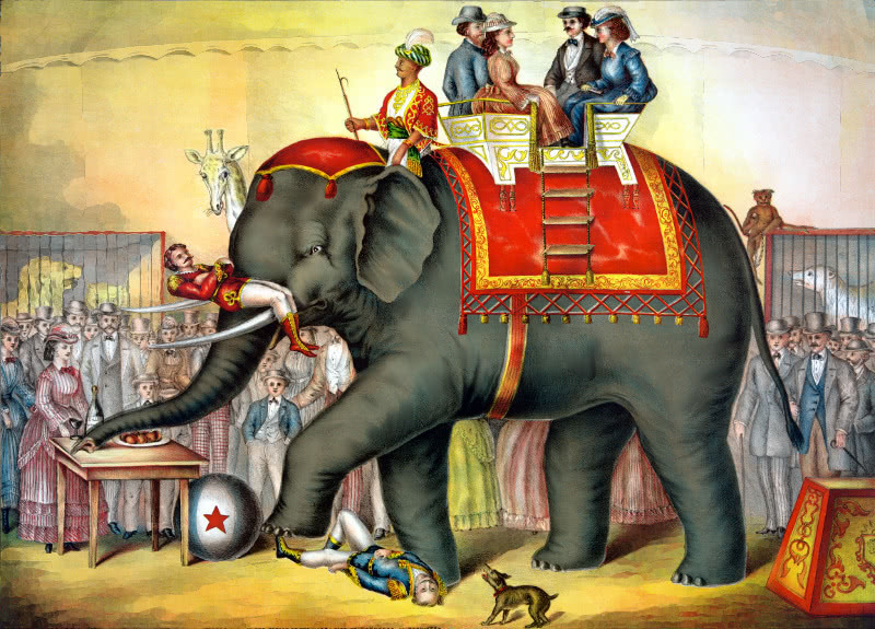 elephant performing