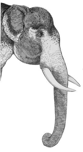 elephant side