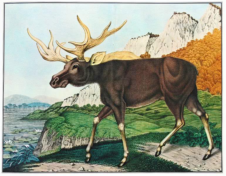 Elk 1886