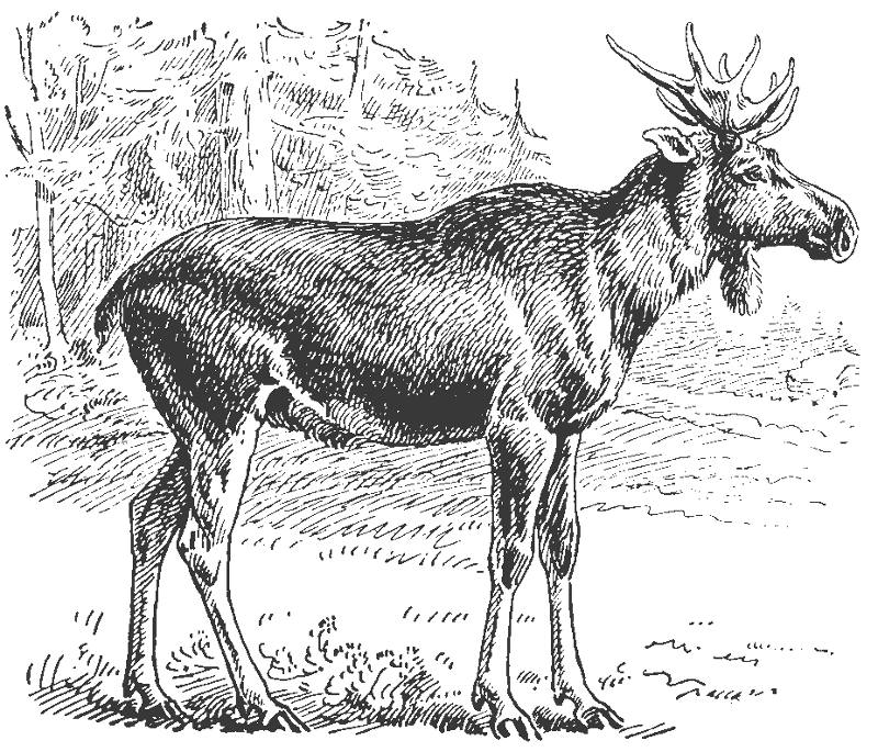 Elk lineart