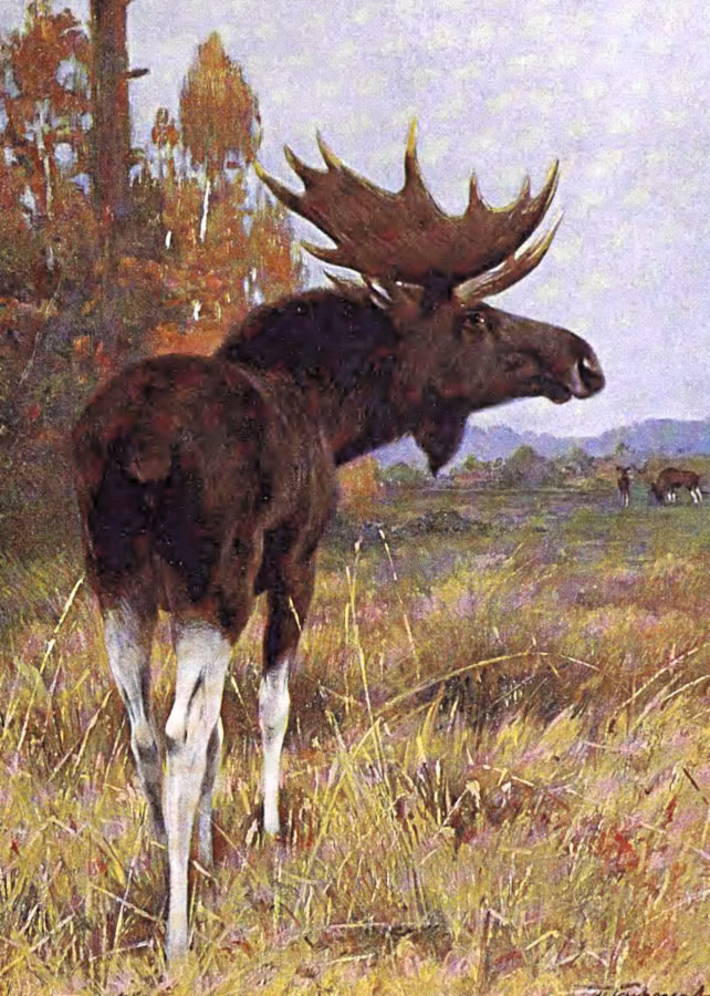 Elk painting