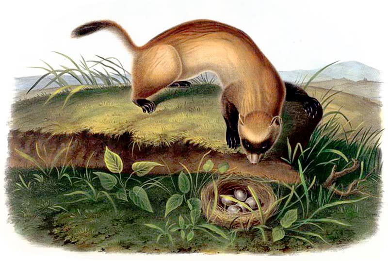 Black-footed ferret clipart