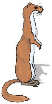 Ferret standing