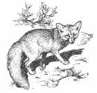 fox/