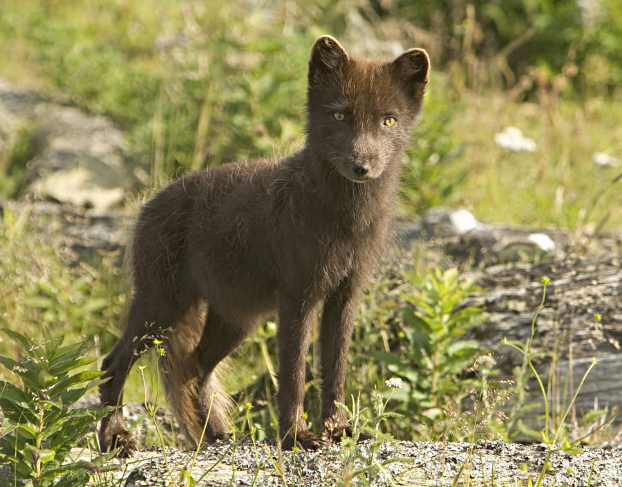 Arctic Fox dark