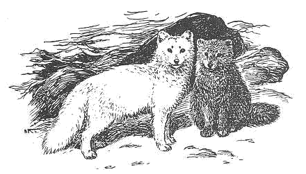 Arctic foxes sketch