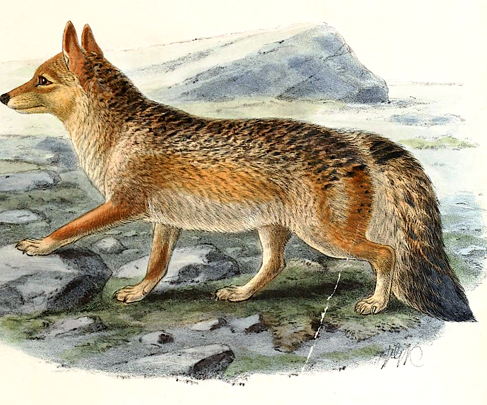 Culpeo Fox  Lycalopex culpaeus