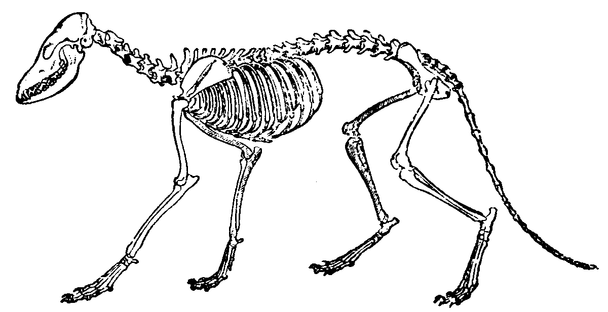 Fox skeleton