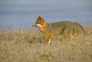 Island fox  Urocyon littoralis