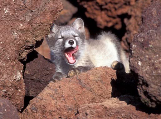 arctic fox yawning