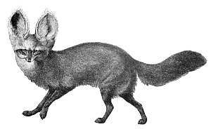 bat eared fox