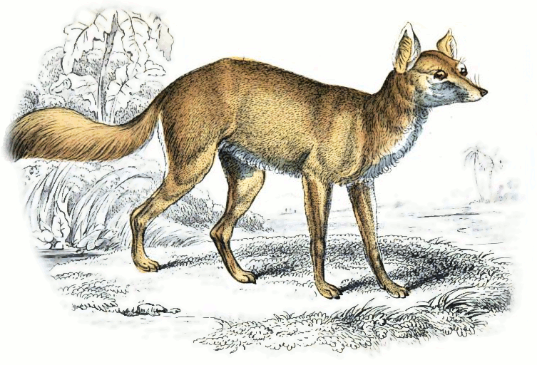 Corsac dog fox