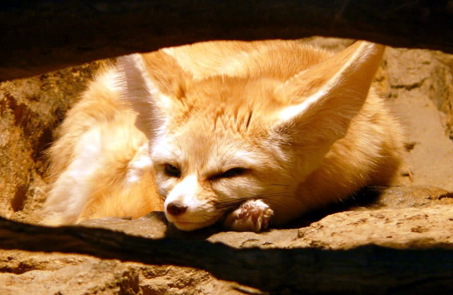 fennec-fox-sleeping