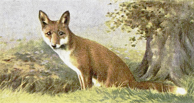 fox-vintage