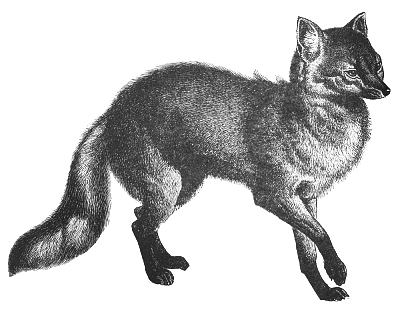fox 3