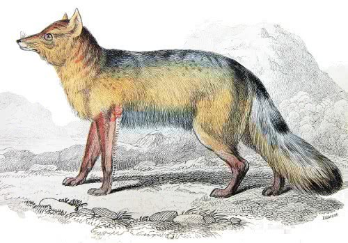 fox Megallanic aguara