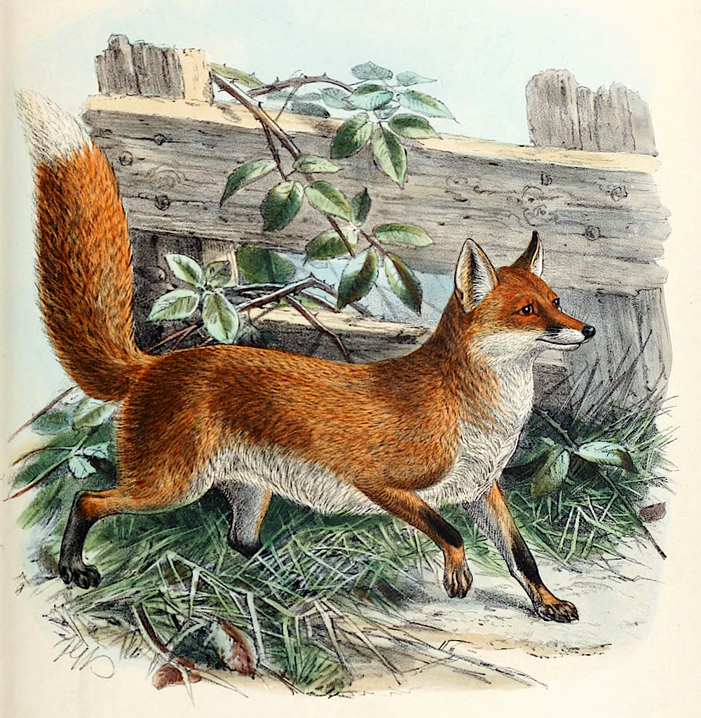 fox by fence