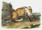 fox_illustrations/
