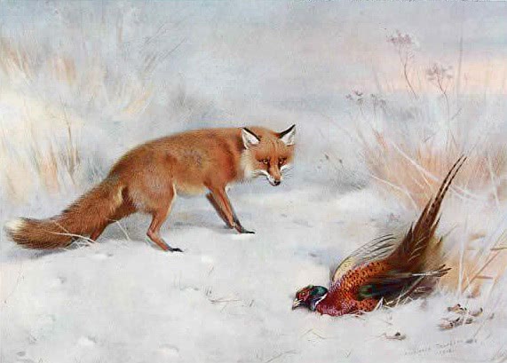Fox by pheasant