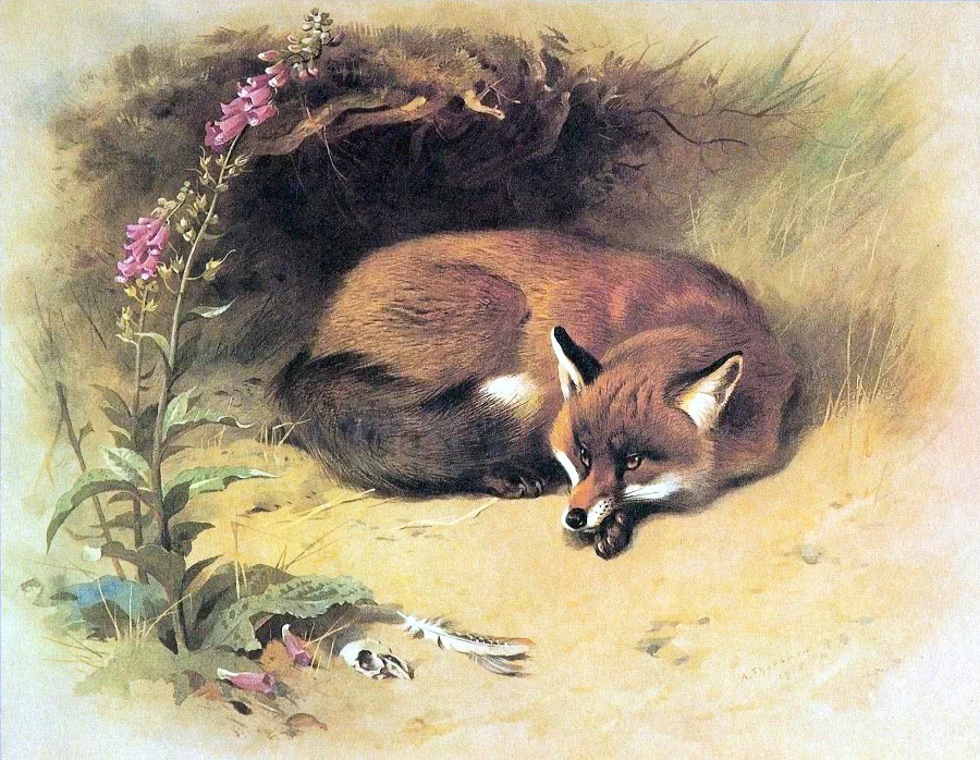 Fox near den