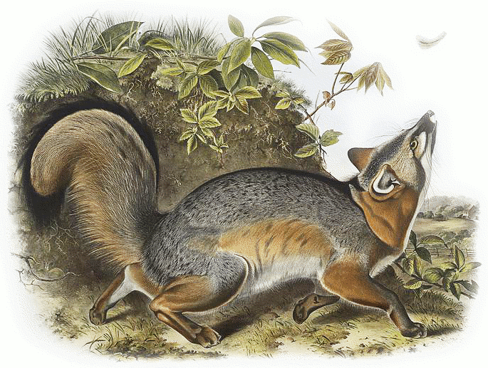 Gray fox  Canis Vulpes Virginianus
