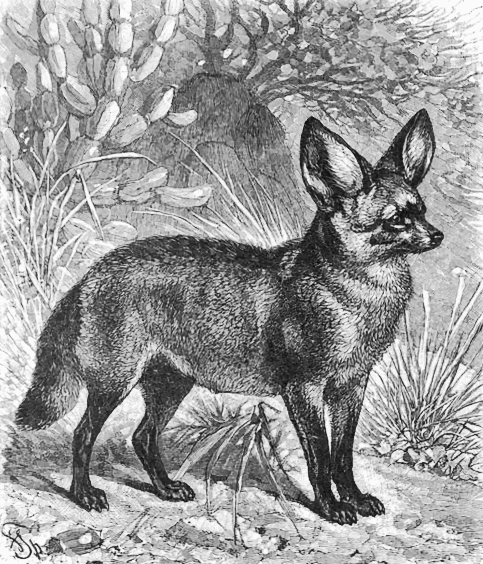 Long-Eared Fox