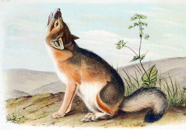 Swift fox  Vulpes velox