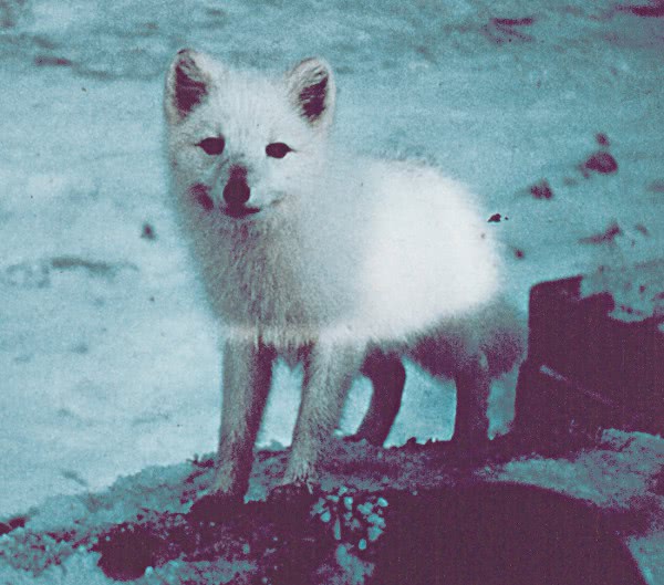 Arctic fox  Alopex lagopus
