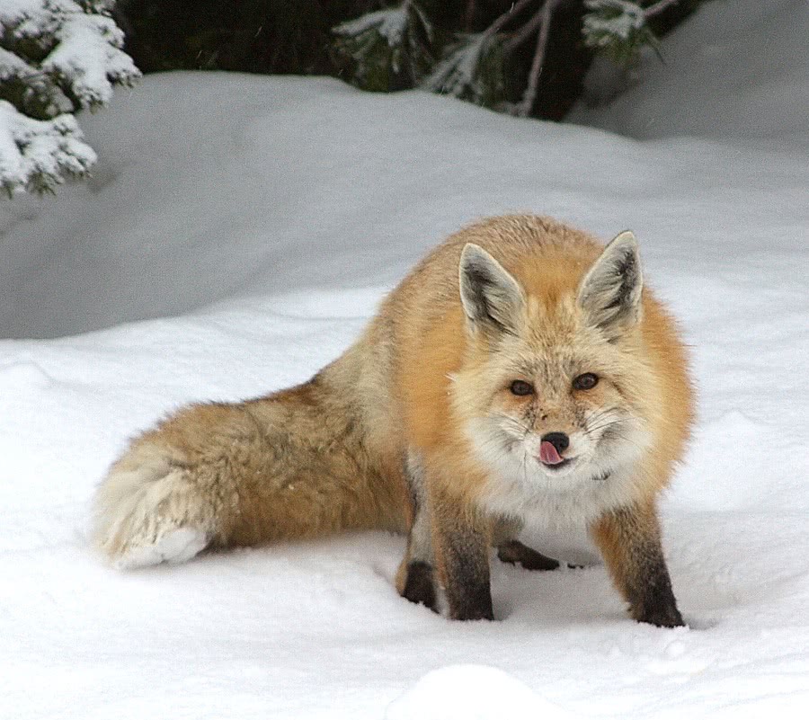Cascade Red fox 2