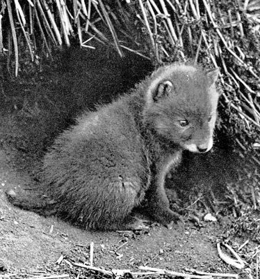 Fox cub BW
