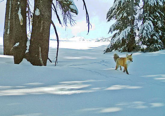 Nevada red fox