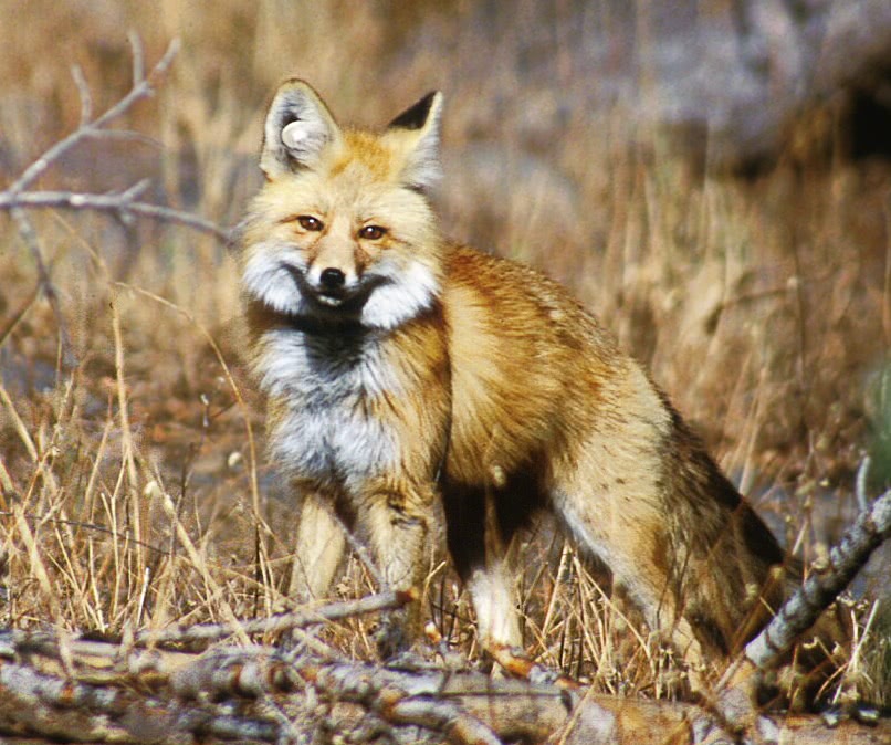 Sierra Nevada red fox  Vulpes vulpes necator