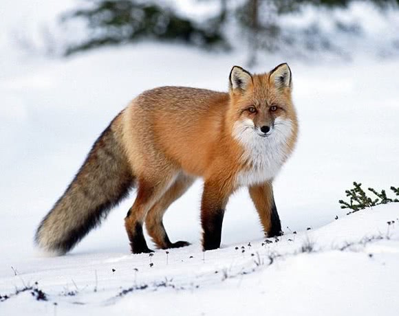 fox red