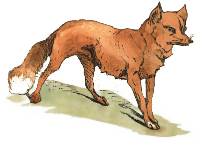 fox walking
