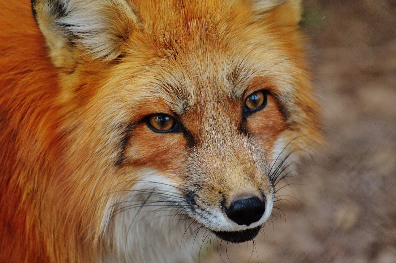 Red-Fox-face