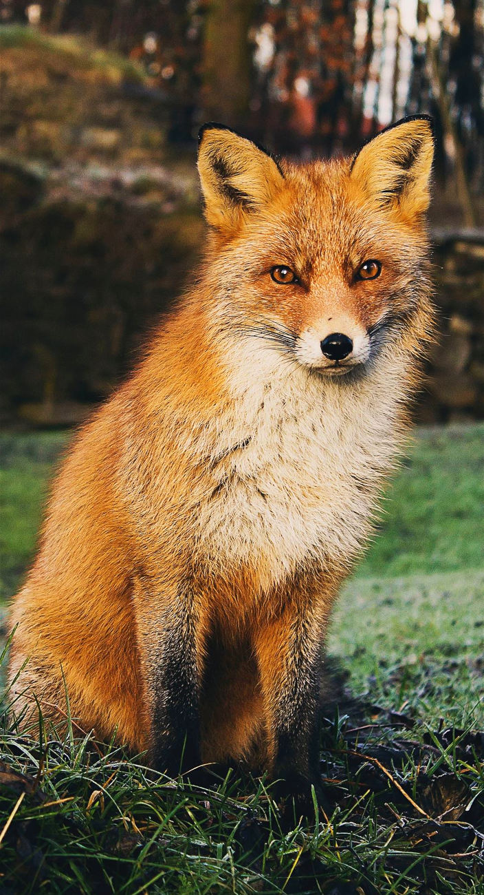 Red-Fox-portrait