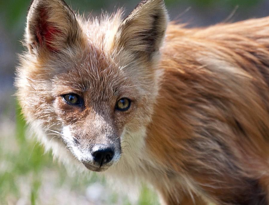 Red fox closeup