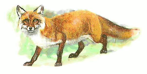 red fox 3
