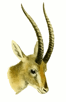 Indian Gazelle head