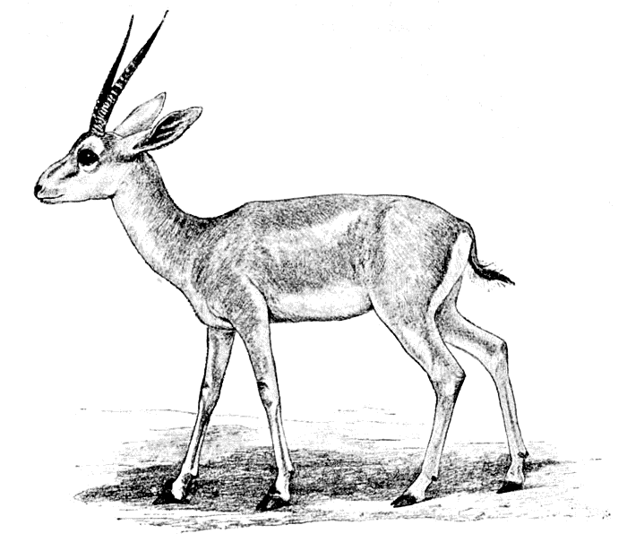 Loders gazelle  gazella loderi