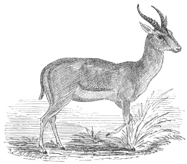 Persian Gazelle  gazella subgutterosa