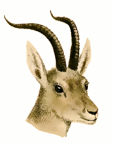 Tibetan Gazelle head