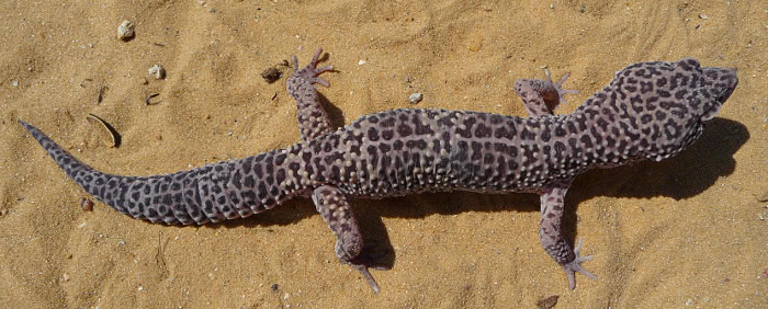 gecko on sand
