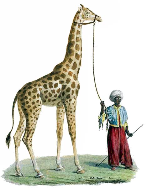 Camelopardalis Giraffa  African Giraffe