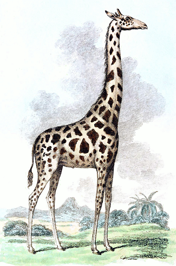 Giraffe 6