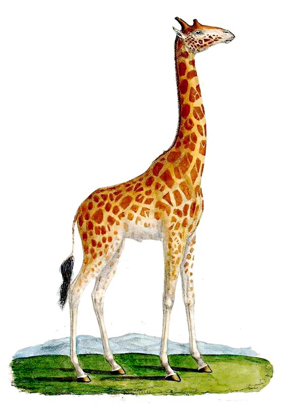 Giraffe 7