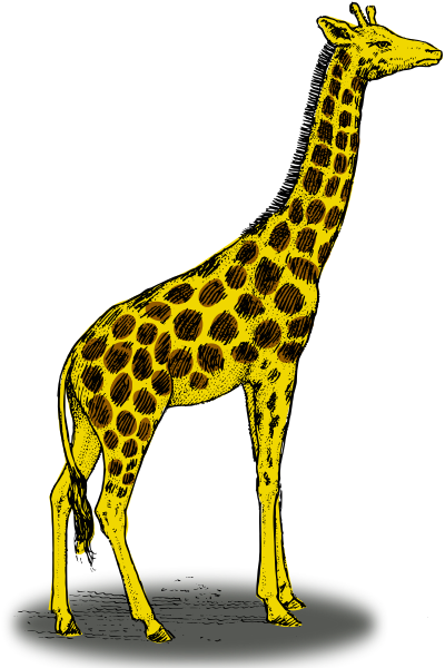 Giraffe color